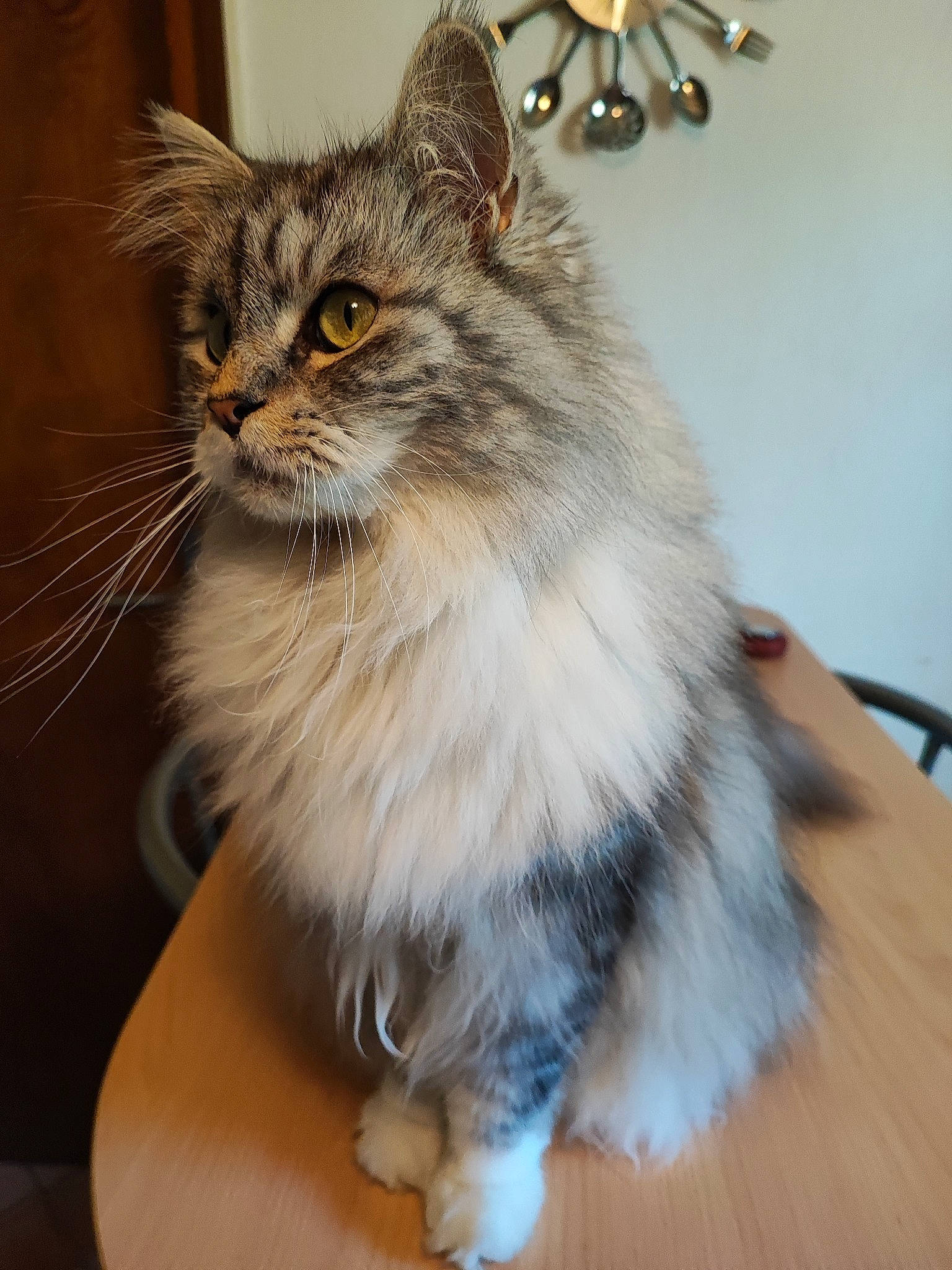 Ploom participe au concours pour gagner de l'argent avec cette photo : carnivore, cat, claw, domestic_short_haired_cat, fawn, felidae, fur, maine_coon, paw, small_to_medium_sized_cats, snout, terrestrial_animal, whiskers, window, wood