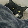 Sweet Dee is registered to the contest to win money with this photo: cat, black_cat, white_fur, yellow_eyes, blanket, cozy, indoor, resting, pet, fur, whiskers, sleepy, curious, close_up, face, animal, domestic_cat, soft_texture, comfort, relaxed