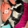 Sweet Dee joined the competition — help win amazing prizes! cat, black_and_white, sleeping, blanket, pillow, orange, pink, blue, cozy, cute, indoor, feline, resting, soft, comfort, animal, pet, relaxed, fur, nap