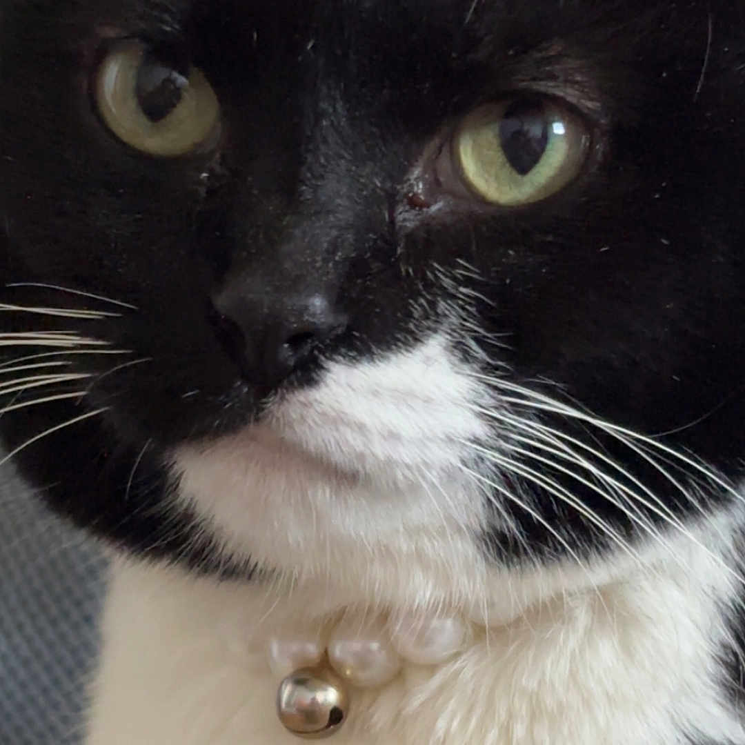Sweet Dee is registered to the contest to win money with this photo: alert, animal, bell, black_and_white_fur, cat, close_up, collar, cute, domestic_cat, face, feline, fur, green_eyes, indoor, pearl_necklace, pet, portrait, tuxedo_cat, whiskers