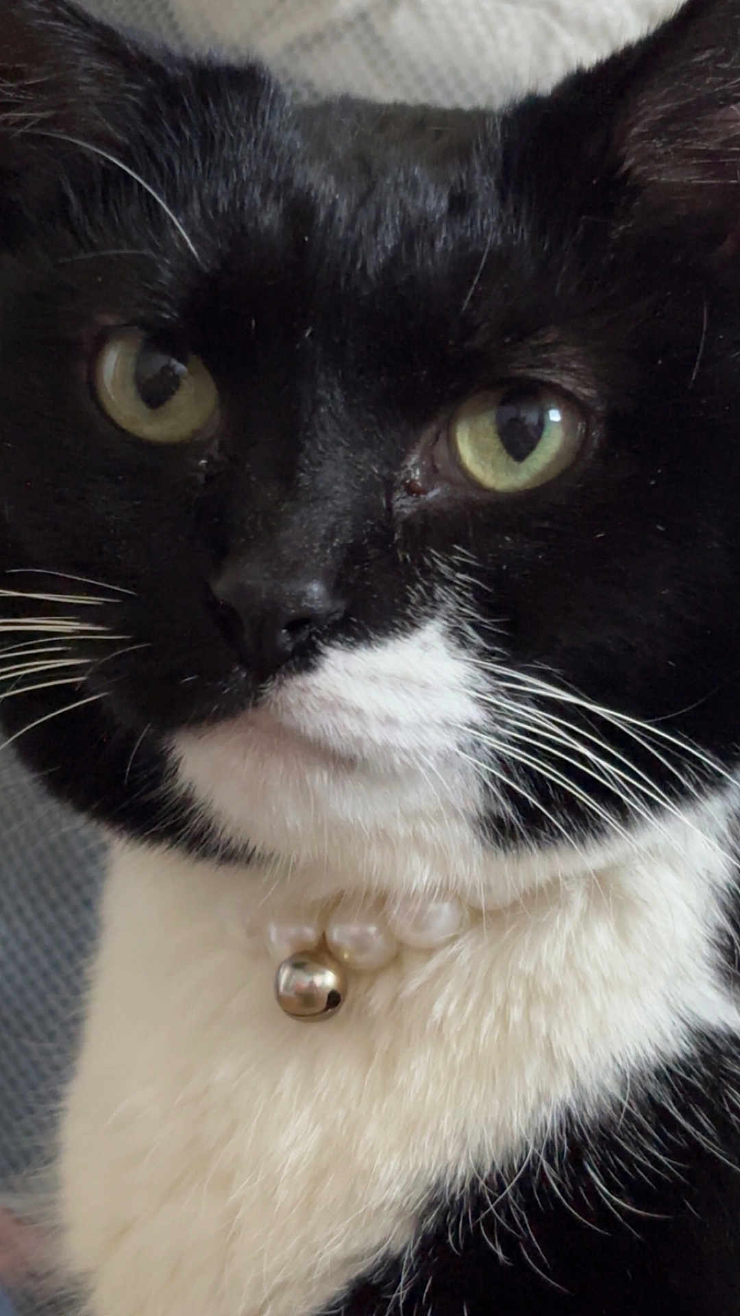 Sweet Dee is registered to the contest to win money with this photo: cat, tuxedo_cat, close_up, green_eyes, whiskers, black_and_white_fur, collar, bell, pearl_necklace, pet, domestic_cat, feline, indoor, portrait, fur, animal, cute, face, alert