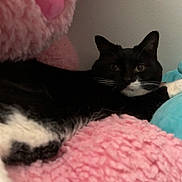 Sweet Dee joined the competition — help win amazing prizes! cat, tuxedo_cat, black_and_white, pet, feline, indoor, plush, cushion, pink, blue, soft_texture, relaxed, resting, whiskers, paw, cozy, animal, cute, domestic_cat, wall