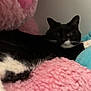 cat, tuxedo_cat, black_and_white, pet, feline, indoor, plush, cushion, pink, blue, soft_texture, relaxed, resting, whiskers, paw, cozy, animal, cute, domestic_cat, wall