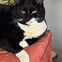 cat, tuxedo_cat, black_and_white, pet, indoor, cushion, pillow, relaxing, feline, whiskers, ears, paw, home, cozy, resting, fur, animal, domestic_cat, cute, portrait