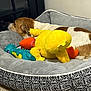 Biscuit is registered to the contest to win money with this photo: animal, bedroom, blue_toy, brown_and_white_dog, carpet, comfort, cozy, dog, dog_bed, furniture, indoor, pet, plush, relaxing, resting, sleeping, soft, stuffed_toy, toy, yellow_toy