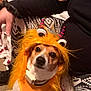 animal, black_clothing, collar, costume, cute, dog, eyes, face, floor, funny, hair, hand, indoor, leggings, monster, orange, patterned_clothing, person, pet, sitting