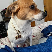 Biscuit is registered to the contest to win money with this photo: bed, blanket, brown, canine, collar, curious, dog, ears, eyes, fur, furniture, home, indoor, nose, pet, sitting, small_dog, tag, white, wooden_door