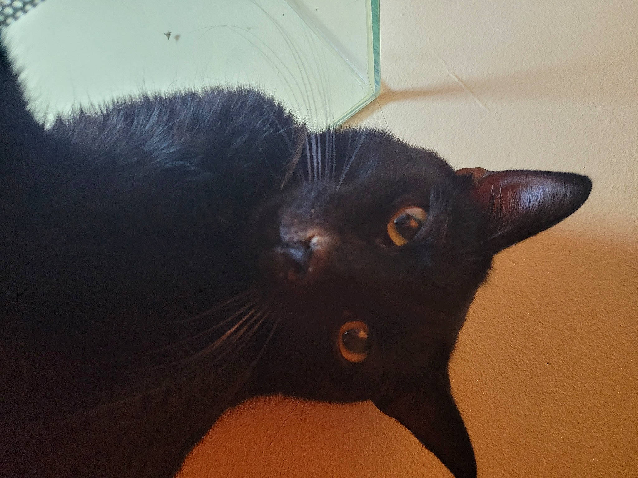 Bounty a rejoint le concours — aidez-le/la à gagner de superbes lots ! black_cat, bombay, carnivore, cat, domestic_short_haired_cat, ear, felidae, fur, havana_brown, small_to_medium_sized_cats, tail, terrestrial_animal, whiskers