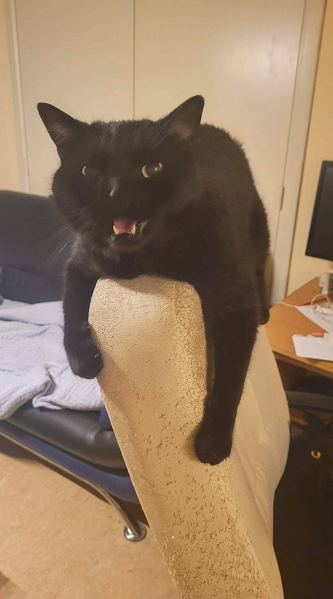 Canaille participe au concours pour gagner de l'argent avec cette photo : black_cat, bombay, carnivore, cat, chair, claw, comfort, computer_monitor, domestic_short_haired_cat, felidae, fur, grey, pet_supply, sitting, small_to_medium_sized_cats, snout, stairs, tail, whiskers, wood