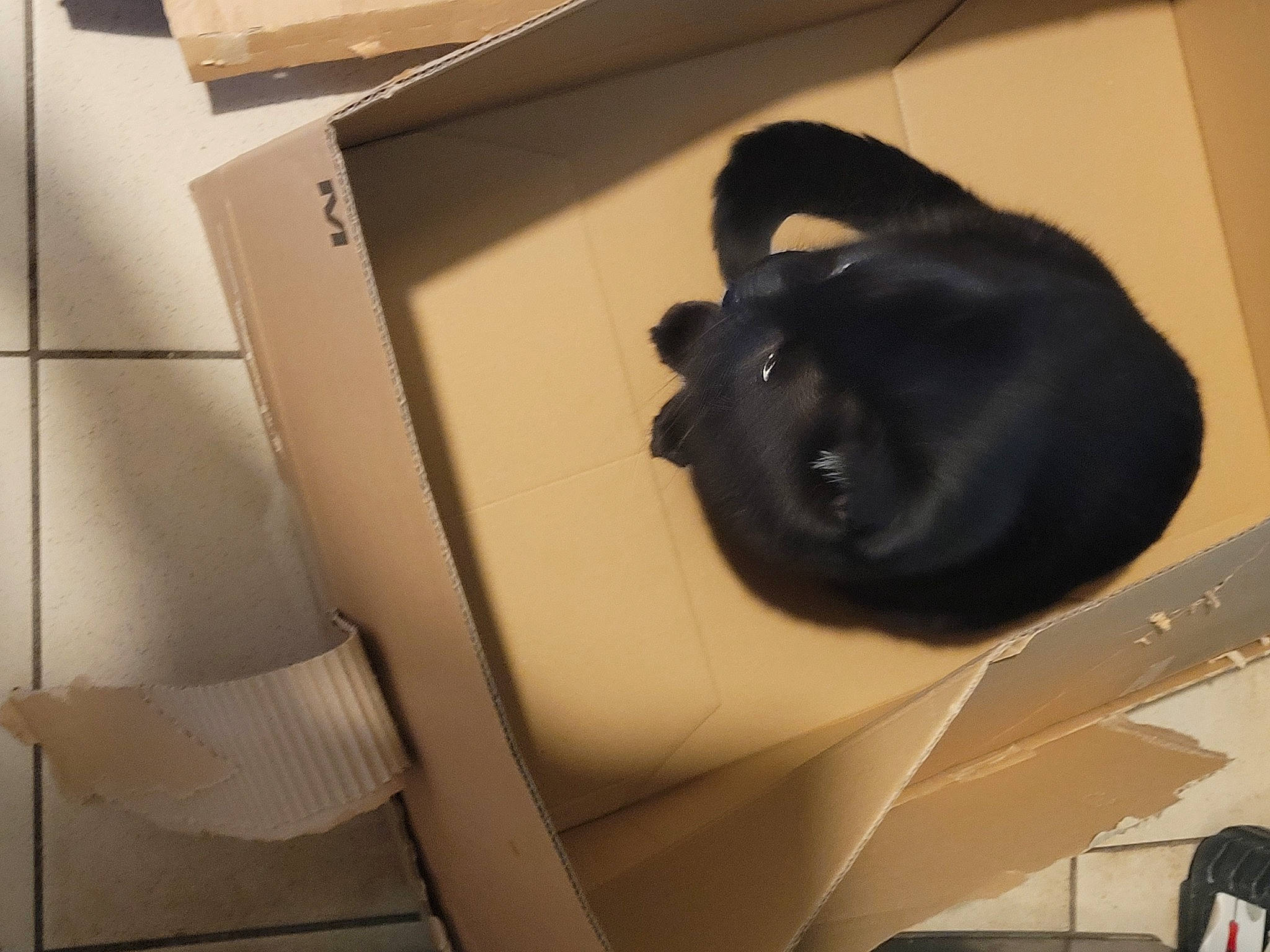 Canaille a rejoint le concours — aidez-le/la à gagner de superbes lots ! armrest, audio_equipment, auto_part, automotive_design, bag, box, car_seat, carton, cat, comfort, felidae, packaging_and_labeling, paper, paper_product, room, shipping_box, small_to_medium_sized_cats, tail, terrestrial_animal, whiskers