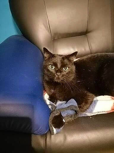 Canaille participe au concours pour gagner de l'argent avec cette photo : automotive_tire, black_cat, carnivore, cat, cat_supply, chair, comfort, couch, domestic_short_haired_cat, electric_blue, felidae, fur, furniture, grey, small_to_medium_sized_cats, snout, tail, tints_and_shades, whiskers, window