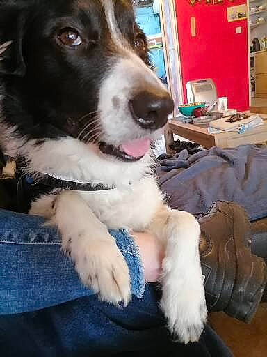 Jul a rejoint le concours — aidez-le/la à gagner de superbes lots ! canidae, carnivore, collar, companion_dog, dog, dog_breed, dog_collar, fur, gun_dog, liver, snout, spaniel, sporting_group, whiskers, working_animal, working_dog