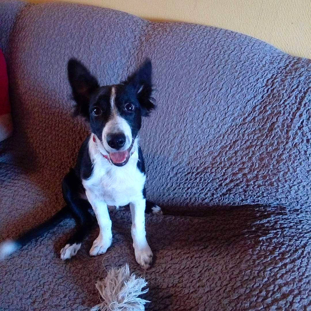 Jul a rejoint le concours — aidez-le/la à gagner de superbes lots ! art, canidae, companion_dog, dog, dog_breed, dog_supply, electric_blue, non_sporting_group, paw, puppy, small_terrier, tail, terrestrial_animal, terrier, toy_dog, whiskers, wood, working_animal, working_dog