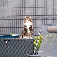 Urssaf participe au concours pour gagner de l'argent avec cette photo : cat, feline, pet, sitting, long_hair, whiskers, paws, eyes, portrait, outdoor, backyard, fence, grid_fence, rattan_box, patio_furniture, lounge_chair, potted_plant, plants, artificial_grass, tray