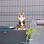 cat, feline, pet, sitting, long_hair, whiskers, paws, eyes, portrait, outdoor, backyard, fence, grid_fence, rattan_box, patio_furniture, lounge_chair, potted_plant, plants, artificial_grass, tray