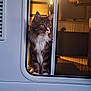 cat, long_haired_cat, window, pet, indoor, whiskers, paws, portrait, feline, white_chest, ear_tufts, sill, screen, rv_window, interior, sunlight, reflection, curious, cozy, fur