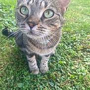 Marina a rejoint le concours — aidez-le/la à gagner de superbes lots ! cat, tabby, green_eyes, whiskers, grass, outdoor, animal, pet, feline, curious, close_up, nature, greenery, young_cat, mammal, sitting, portrait, daylight, focus, cute