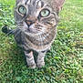 cat, tabby, green_eyes, whiskers, grass, outdoor, animal, pet, feline, curious, close_up, nature, greenery, young_cat, mammal, sitting, portrait, daylight, focus, cute