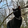 Loona participe au concours pour gagner de l'argent avec cette photo : asian, black_cat, branch, carnivore, cat, domestic_short_haired_cat, felidae, fur, plant, sky, small_to_medium_sized_cats, snout, tree, whiskers, wood