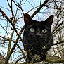 Loona a rejoint le concours — aidez-le/la à gagner de superbes lots ! asian, black_cat, branch, carnivore, cat, domestic_short_haired_cat, felidae, plant, small_to_medium_sized_cats, snout, tree, whiskers