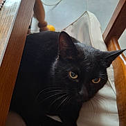 Loona a rejoint le concours — aidez-le/la à gagner de superbes lots ! black_cat, cat, pet, animal, indoor, chair, wooden_furniture, cushion, floor, curious_eyes, whiskers, relaxed, domestic_cat, feline, close_up, home, yellow_ball, table_leg, quiet, resting