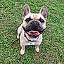 dog, french_bulldog, grass, ball, pet, outdoor, happy, smiling, tongue_out, playful, ears_up, collar, canine, animal, greenery, nature, cute, small_dog, sitting, daylight