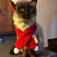 Boubou a rejoint le concours — aidez-le/la à gagner de superbes lots ! brown_eyes, cabinet, cat, closeup, countertop, cute, feline, festive, fur, holiday, indoor, paws, pet, portrait, red_scarf, santa_hat, siamese, sitting, warm_lighting, whiskers