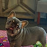 alert, animal, canine, close_up, colorful, companion, cute, dog, french_bulldog, funny_expression, gray_coat, head_tilt, home, indoors, pet, play_mat, portrait, short_hair, standing, tongue