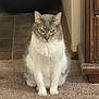 cat, indoor, carpet, gray, white, feline, pet, animal, green_eyes, sitting, fur, wooden_cabinet, flooring, domestic, quiet, calm, looking, home, mammal, cute