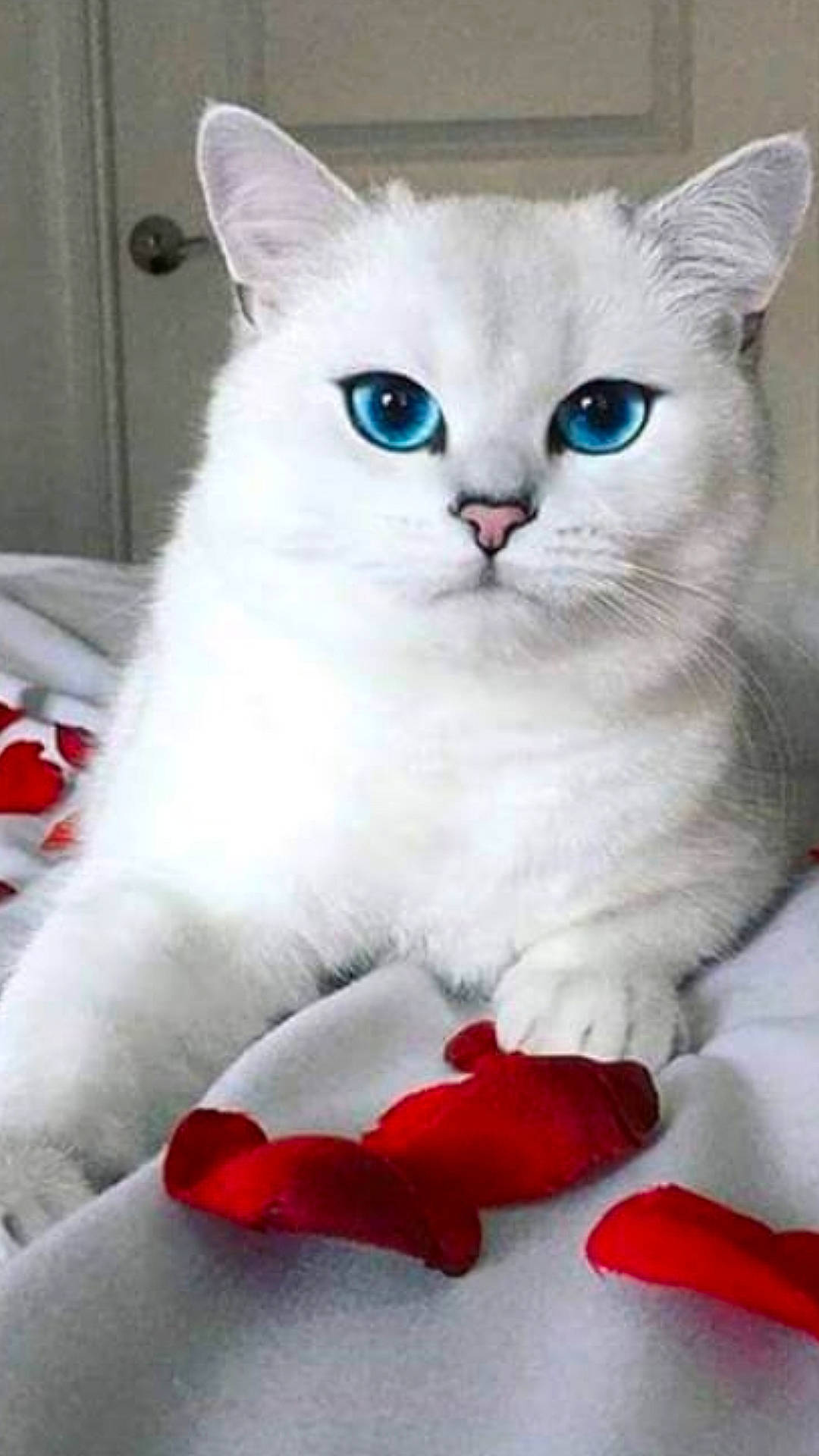 Chanel a rejoint le concours — aidez-le/la à gagner de superbes lots ! american_wirehair, asian, british_longhair, british_shorthair, burmilla, carnivore, cat, colorpoint_shorthair, domestic_short_haired_cat, felidae, khao_manee, kitten, mammal, ragdoll, small_to_medium_sized_cats, thai, turkish_angora, vertebrate, whiskers