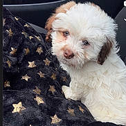 Oscar joined the competition — help win amazing prizes! puppy, dog, pet, cute, fluffy, car_interior, blanket, black_blanket, golden_stars, soft_texture, small_dog, white_dog, tan_markings, sitting, indoors, close_up, young_dog, adorable, animal, companion