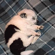 Lena is registered to the contest to win money with this photo: puppy, dog, sleeping, blanket, plaid, cozy, cute, fur, pet, animal, small, young, resting, indoor, soft, white, black, paw, snout, tail