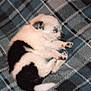 puppy, dog, sleeping, blanket, plaid, cozy, cute, fur, pet, animal, small, young, resting, indoor, soft, white, black, paw, snout, tail