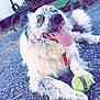 dog, tennis_ball, gravel, outdoor, fur, happy, tongue_out, building, greenery, metal_equipment, pet, playful, animal, collar, grass, nature, resting, close_up, summer, sunlight