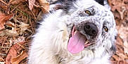 Lena is registered to the contest to win money with this photo: dog, autumn, leaves, outdoor, happy, tongue_out, closeup, nature, animal, fur, speckled, playful, lying_down, fall, canine, pet, smiling, brown_leaves, fluffy, relaxed