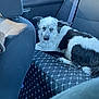dog, black_and_white, car_interior, backseat, seat_cover, pet, animal, looking, fur, domestic_animal, window, seatbelt, resting, companion, vehicle, side_view, travel, comfort, indoors, casual