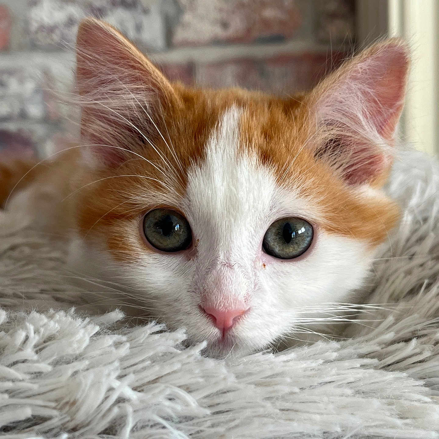 Pilpoil participe au concours pour gagner de l'argent avec cette photo : animal, blanket, cat, close_up, cozy, curious, cute, ears, face, fluffy, fur, indoor, kitten, orange_and_white, pet, pink_nose, resting, soft_texture, whiskers, young