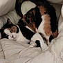 animal, blanket, calico, cat, comfort, cozy, cute, fur, fur_pattern, indoor, nest, paws, pet, relaxed, resting, sleeping, soft, tail, whiskers, white