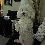 Toby is registered to the contest to win money with this photo: dog, white_dog, poodle, curly_fur, sitting, couch, living_room, pillow, cushion, side_table, lamp, wall_clock, picture_frame, vase, plant, bamboo, tongue_out, indoor, black_chair, coaster