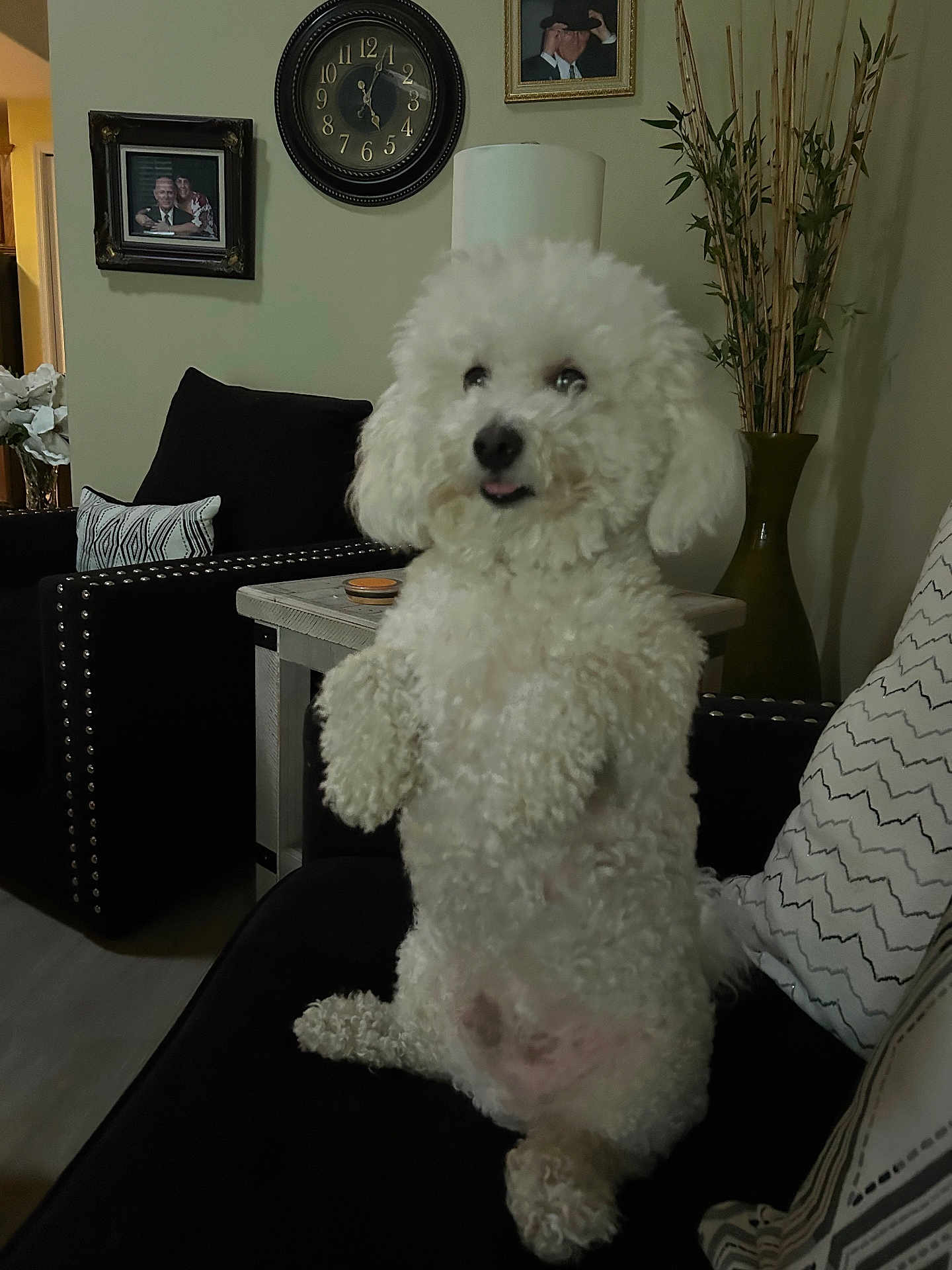 Toby is registered to the contest to win money with this photo: dog, white_dog, poodle, curly_fur, sitting, couch, living_room, pillow, cushion, side_table, lamp, wall_clock, picture_frame, vase, plant, bamboo, tongue_out, indoor, black_chair, coaster