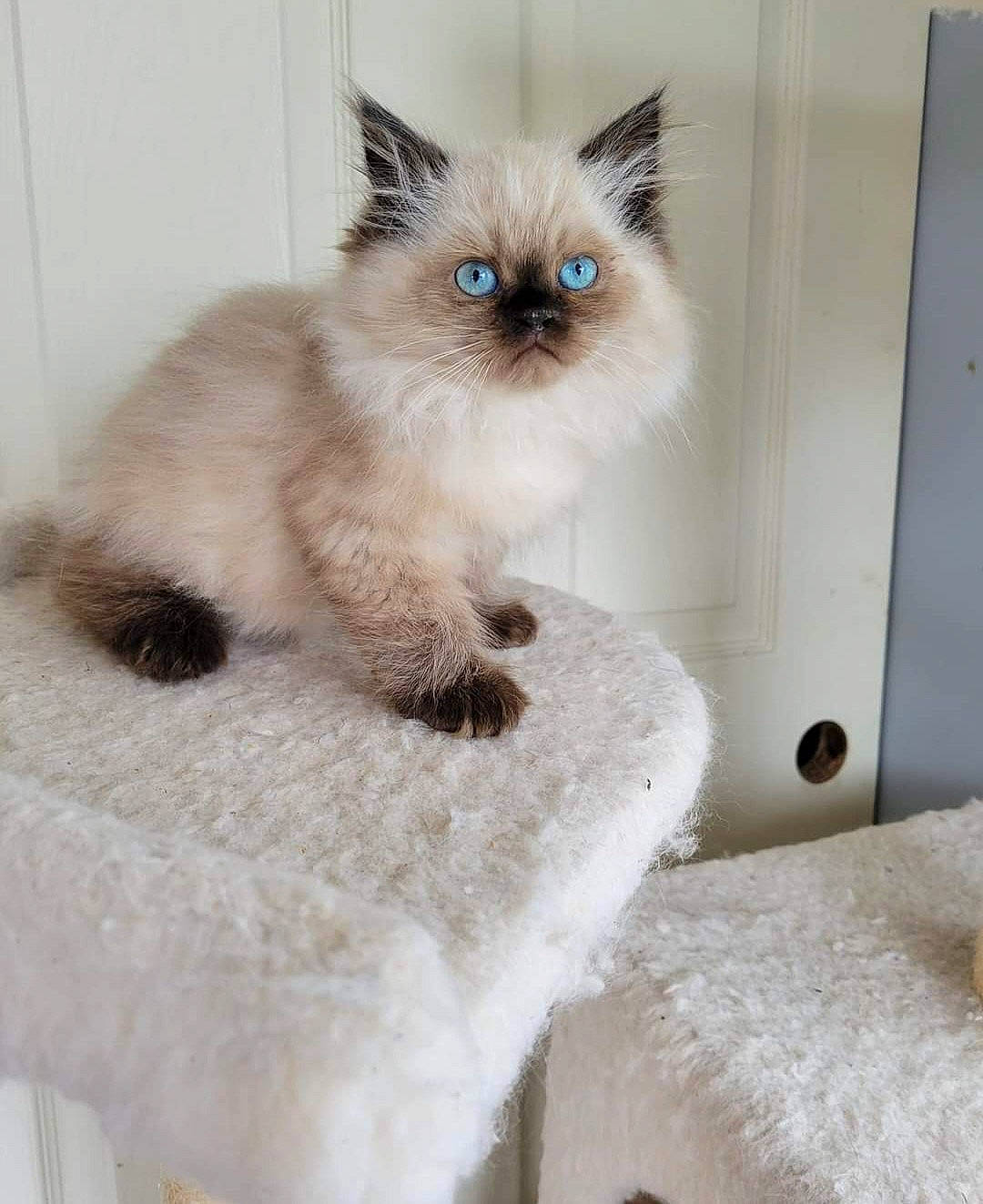 Zaylen joined the competition — help win amazing prizes! art, balinese, birman, carnivore, cat, cat_bed, cat_supply, fawn, felidae, fur, iris, paw, ragdoll, siamese, small_to_medium_sized_cats, snout, tail, thai, tonkinese, whiskers