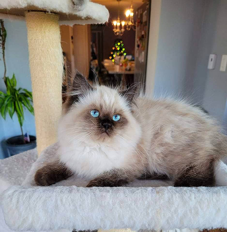 Zaylen joined the competition — help win amazing prizes! balinese, birman, carnivore, cat, fawn, felidae, flowerpot, fur, houseplant, iris, plant, ragdoll, siamese, small_to_medium_sized_cats, snout, table, thai, tonkinese, whiskers