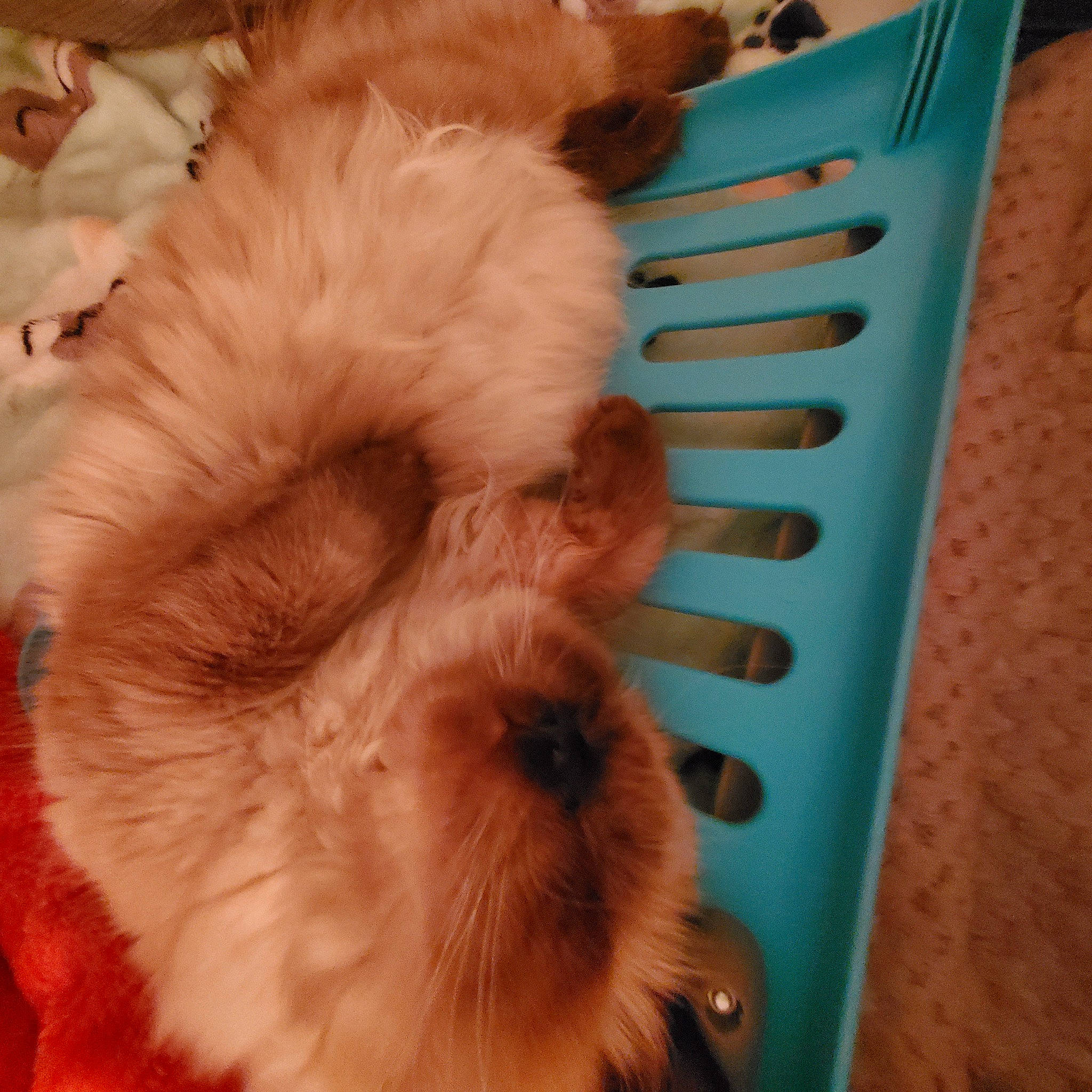 Zella joined the competition — help win amazing prizes! canidae, carnivore, companion_dog, dog, dog_breed, dog_supply, fawn, felidae, fur, liver, nap, paw, small_to_medium_sized_cats, snout, spitz, sporting_group, tail, terrier, toy_dog, whiskers