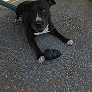 Falco a rejoint le concours — aidez-le/la à gagner de superbes lots ! animal, black_dog, brown_eyes, chew_toy, concrete, dog, floppy_ears, front_view, furniture, gravel, lying_down, outdoor, patio, paws, pet, portrait, rubber_toy, short_hair, sunlight, white_markings
