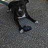 animal, black_dog, brown_eyes, chew_toy, concrete, dog, floppy_ears, front_view, furniture, gravel, lying_down, outdoor, patio, paws, pet, portrait, rubber_toy, short_hair, sunlight, white_markings