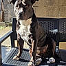 alert, backyard, black_and_white, brick_wall, brown_coat, canine, chair, dog, furniture, outdoor, patio, pet, pit_bull, portrait, serious_expression, short_hair, sitting, sunlight, white_chest, white_paws