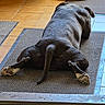 Falco participe au concours pour gagner de l'argent avec cette photo : animal, belly_down, black_dog, dog, doorway, floor, funny_pose, home, indoor, legs, lying_down, mat, paws, pet, relaxed, short_coat, sneakers, sprawled, sunlight, tile_floor