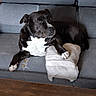 Falco a rejoint le concours — aidez-le/la à gagner de superbes lots ! animal, black_and_white_dog, black_fur, coffee_table, couch, dog, home_decor, indoor, living_room, lying_down, paws, pet, pillow, pit_bull_type, portrait, relaxed, remote_control, sitting, sofa, white_chest