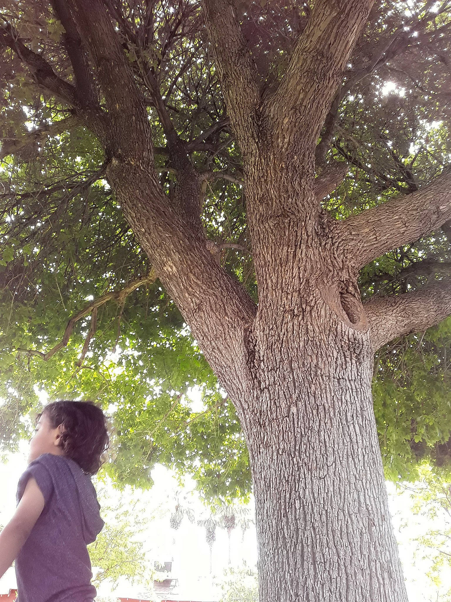 Faythe is registered to the contest to win money with this photo: botany, branch, grass, hand, happy, leaf, people_in_nature, person, photography, plant, plant_stem, sky, smile, spring, sunlight, tints_and_shades, tree, trunk, vacation, woody_plant