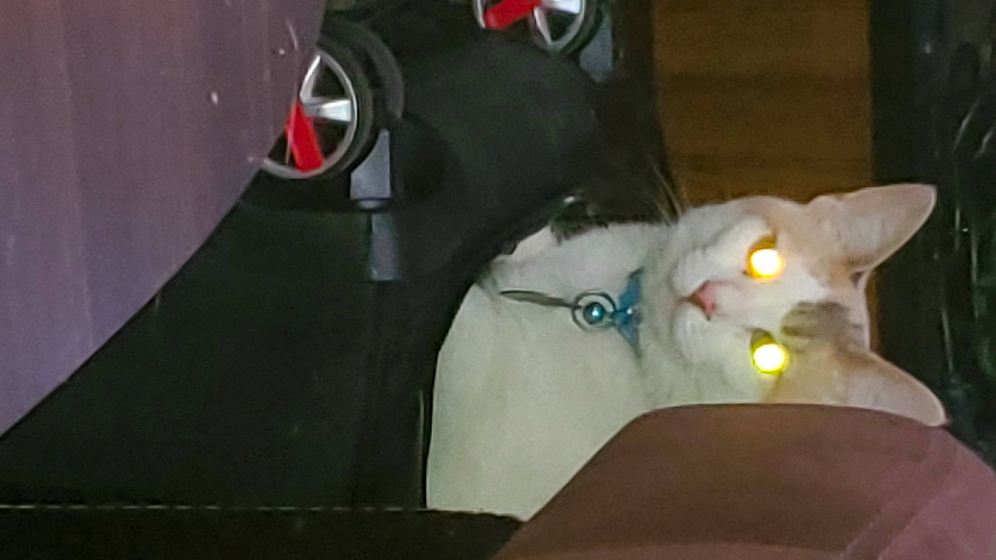 Cream is registered to the contest to win money with this photo: bag, baggage, carmine, carnivore, cat, domestic_short_haired_cat, felidae, fur, grey, luggage_and_bags, personal_protective_equipment, sleeve, small_to_medium_sized_cats, t_shirt, tail, whiskers